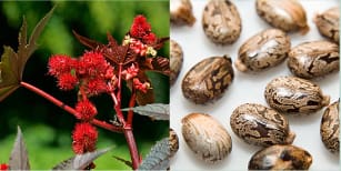 Naturaufnahme einer Rizinuspflanze mit roten Blütenständen und marmorierten Rizinussamen auf weißem Hintergrund.