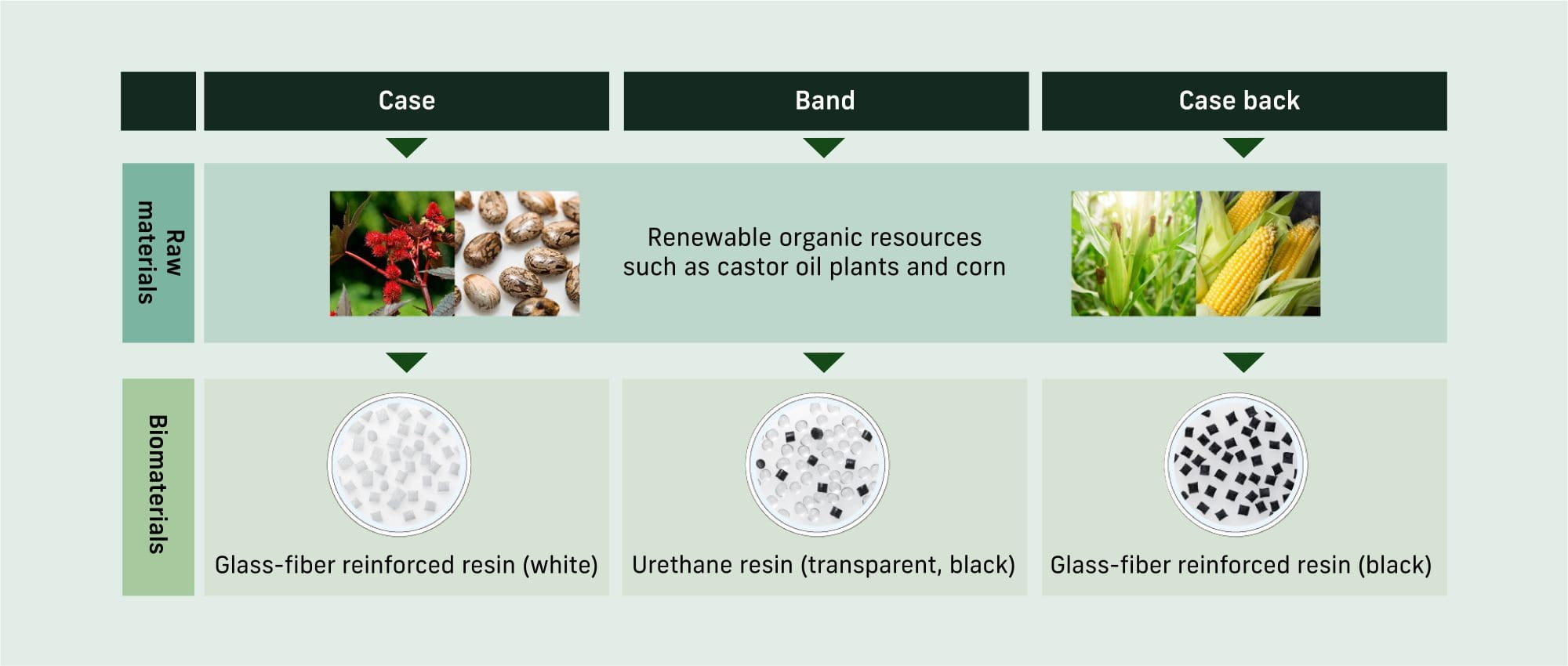 Rough illustration of how the biomaterials urethane and glass fibre-reinforced resin for the case and strap of a watch are produced from the raw materials maize and castor bean. 