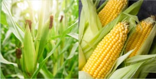 Nature photographs of green maize plants in the field and yellow maize cobs with open leaves.