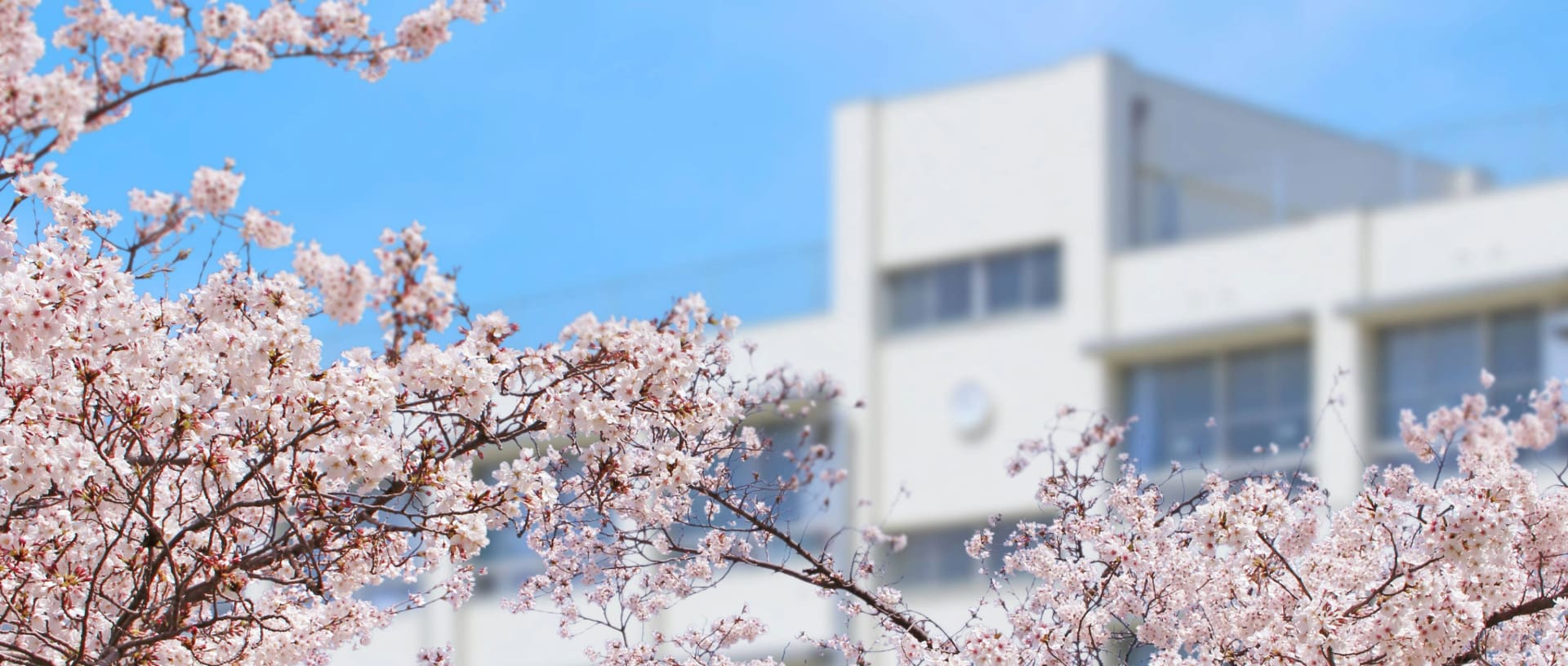 桜の木