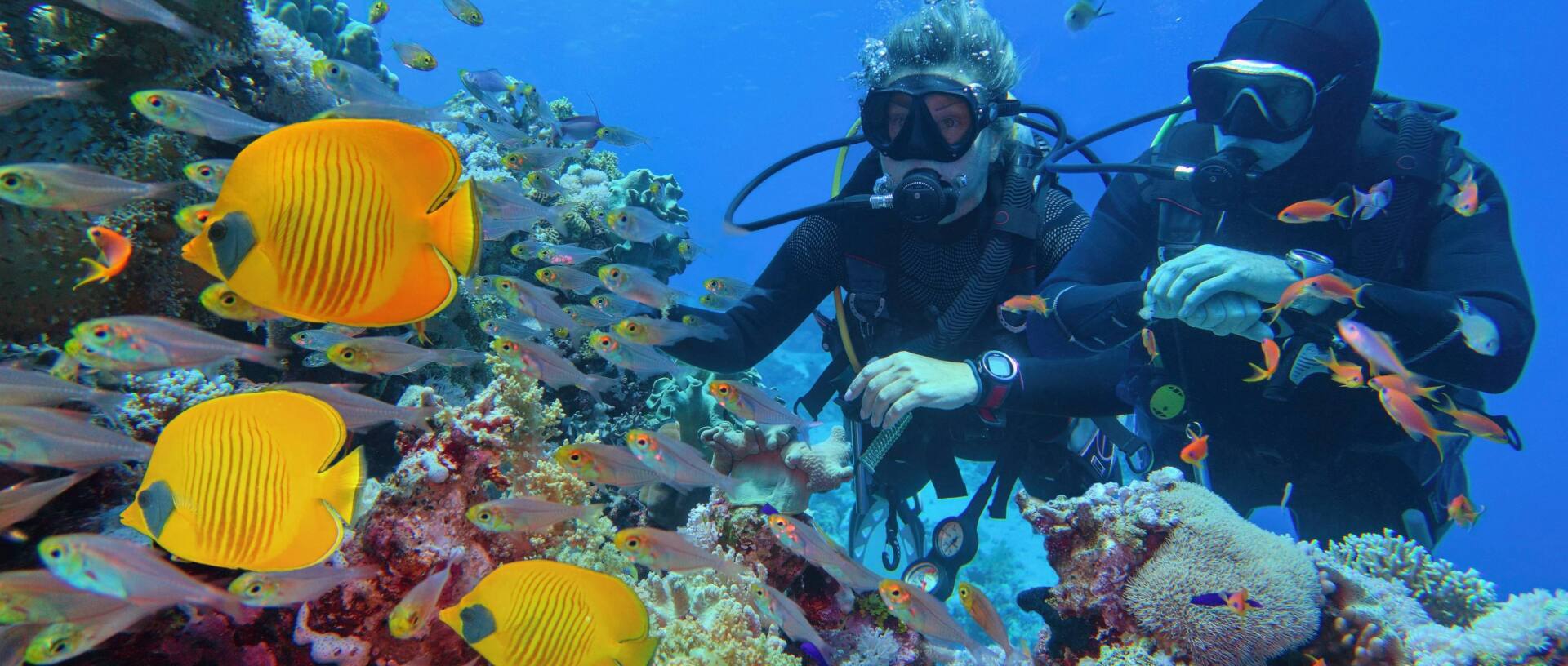 Attraction of Divers' Watches