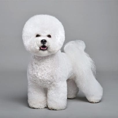 ビションフリーゼ