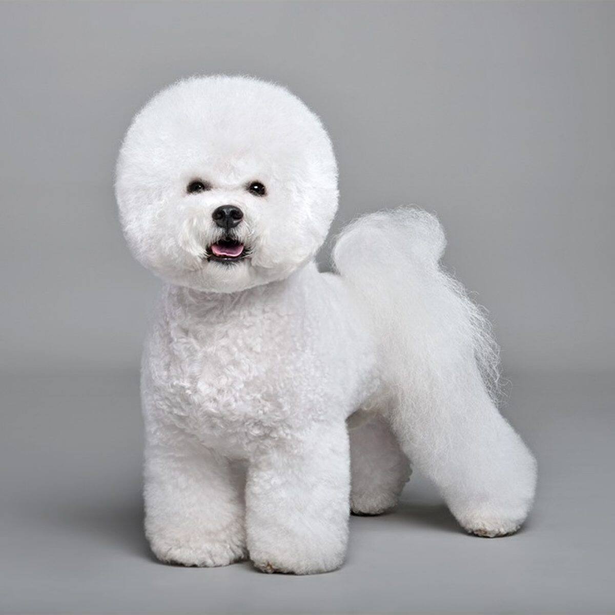 ビションフリーゼ