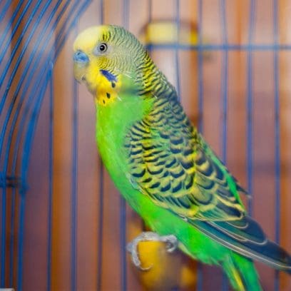 セキセイインコ（緑）