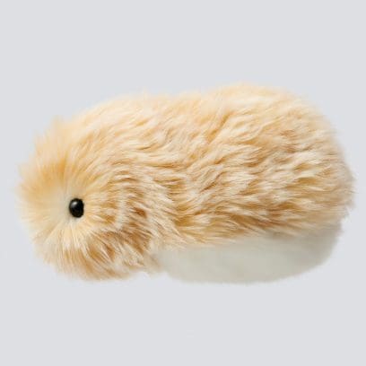 Vue de profil du Moflin doré avec du pelage blanc sur le ventre et des yeux en boutons noirs