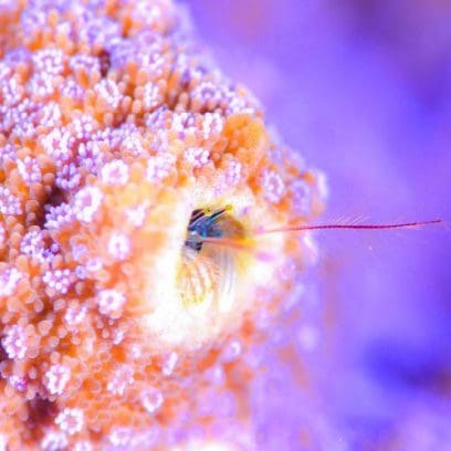 BABY-G BGA-280AQ-4A 手錶 橙色 #8