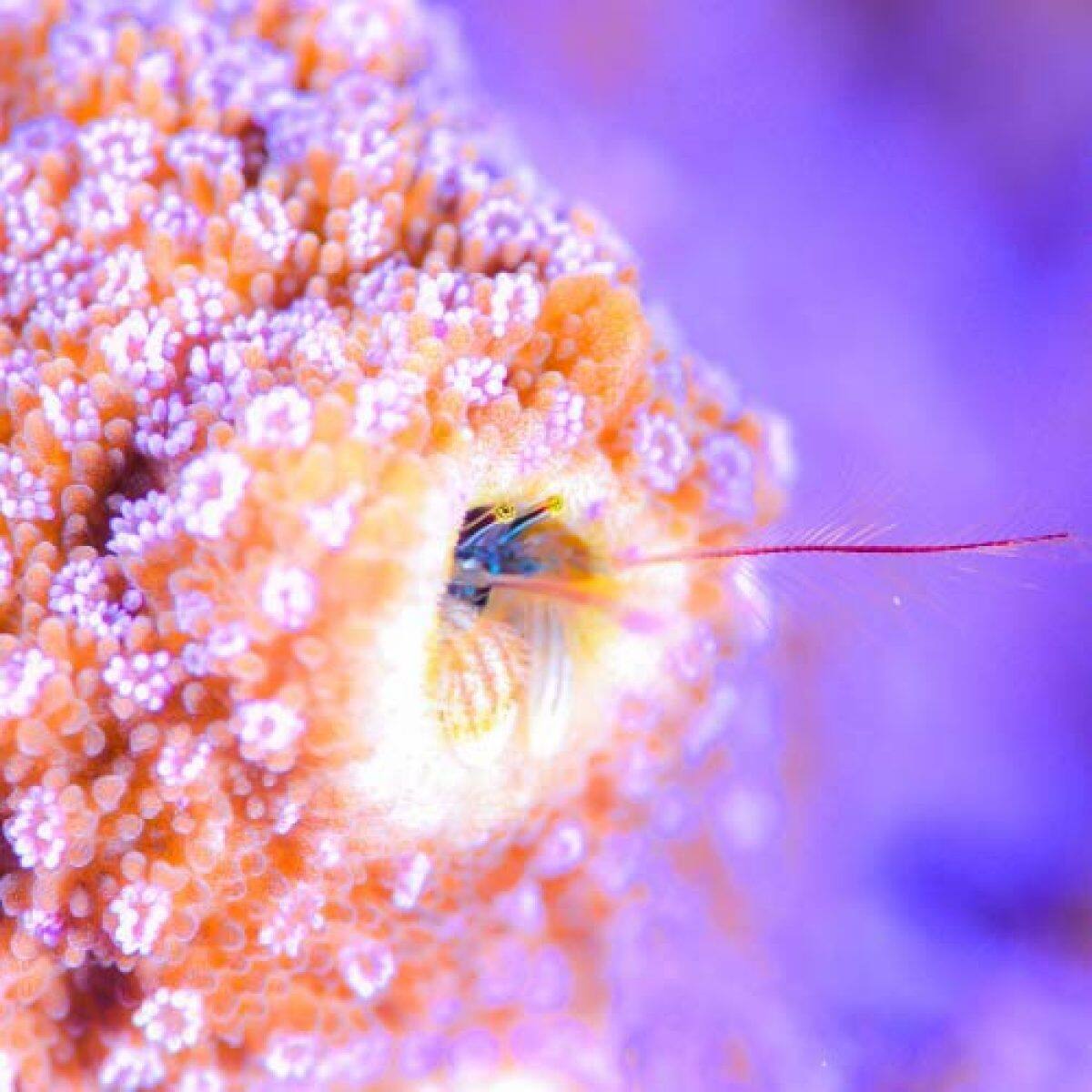 BABY-G BGA-280AQ-4A 手錶 橙色 #8