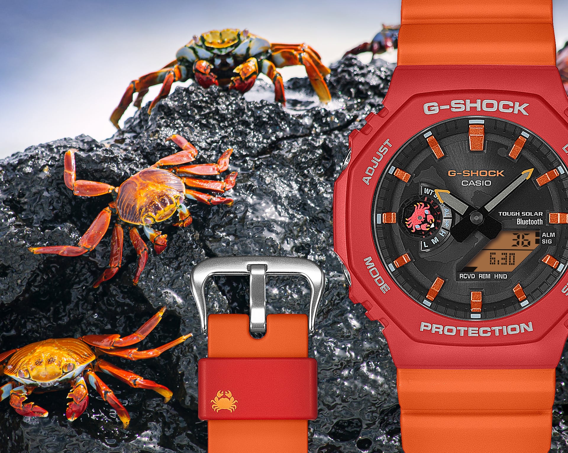 GA-B2100DF-4A Sally Lightfoot Crab