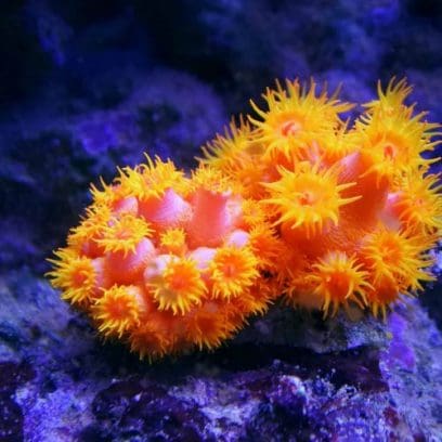 BABY-G BGA-280AQ-4A Watch Orange #7