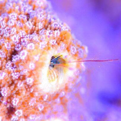 BABY-G BGA-280AQ-4A Watch Orange #8