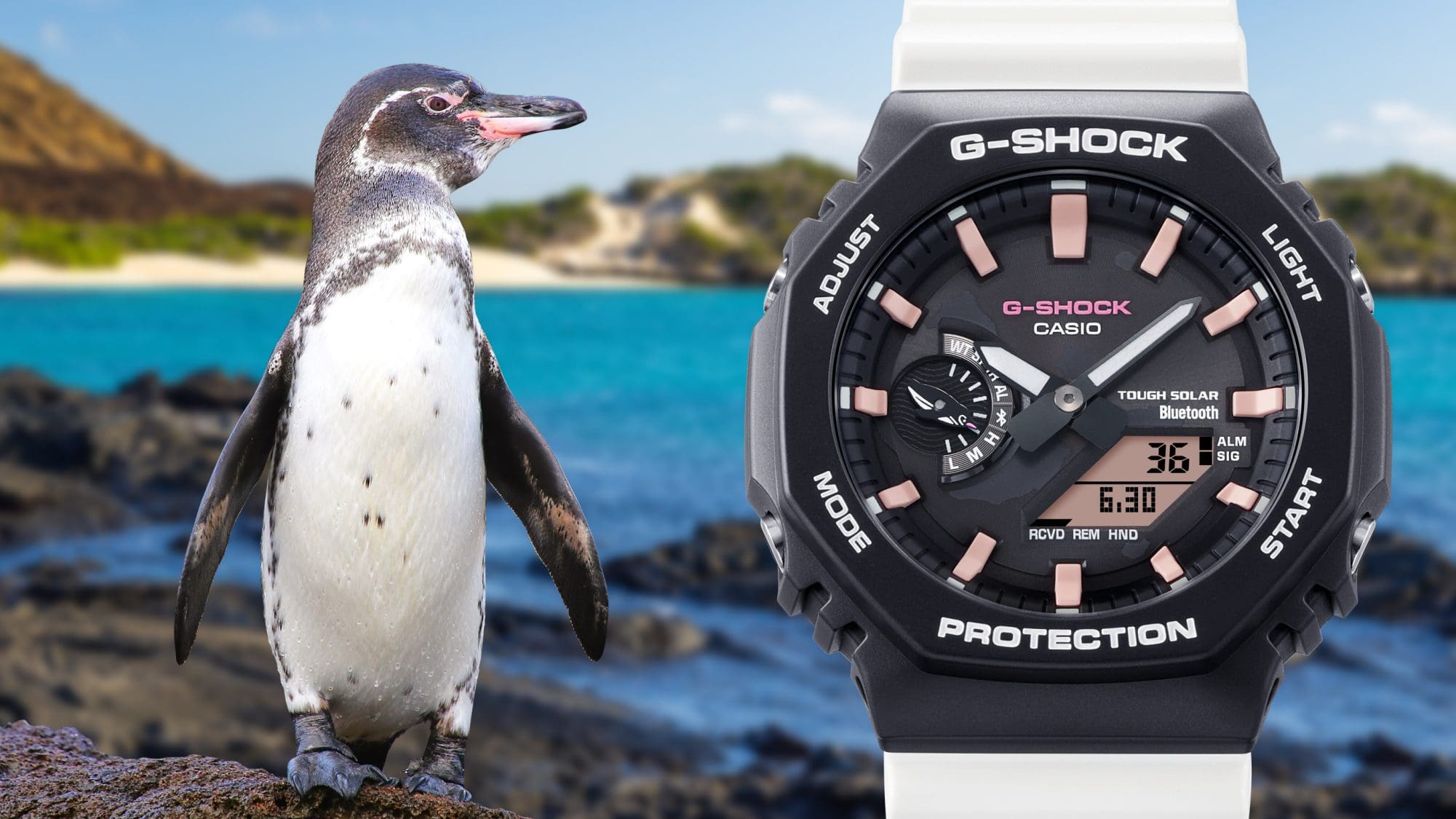 Pingüino de Galápagos