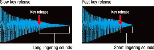 Dos gráficos que ilustran el comportamiento de la resonancia. Leyenda del gráfico de la izquierda: «Slow key release - Long lingering sounds». Leyenda del gráfico de la derecha: «Fast key release - Short lingering sounds»